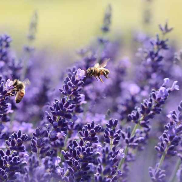 Thumbnail for Plant or grow flowers that bees will love