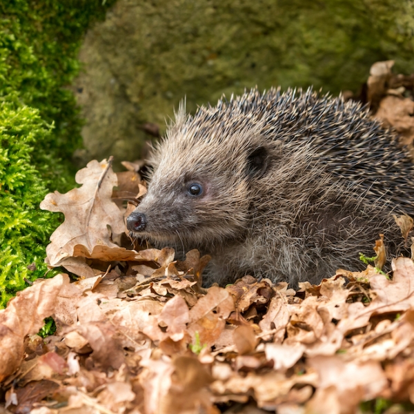 Thumbnail for  Build a hedgehog hole in your garden wall/fence